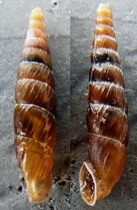 Tabella della Famiglia Clausilidae